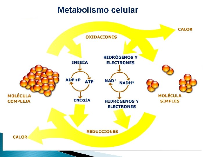 Metabolismo celular 