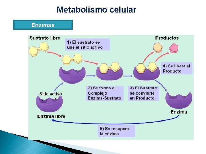 Metabolismo celular Enzimas 