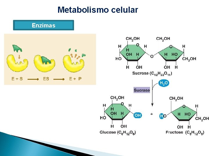 Metabolismo celular Enzimas 