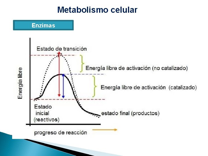 Metabolismo celular Enzimas 