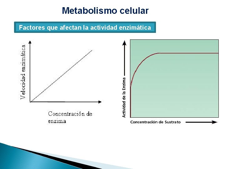 Metabolismo celular Factores que afectan la actividad enzimática 