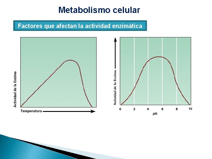 Metabolismo celular Factores que afectan la actividad enzimática 