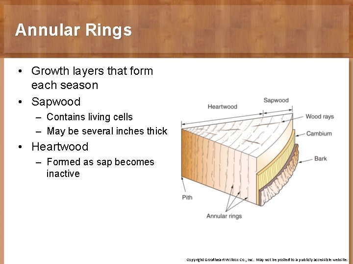 Annular Rings • Growth layers that form each season • Sapwood – Contains living