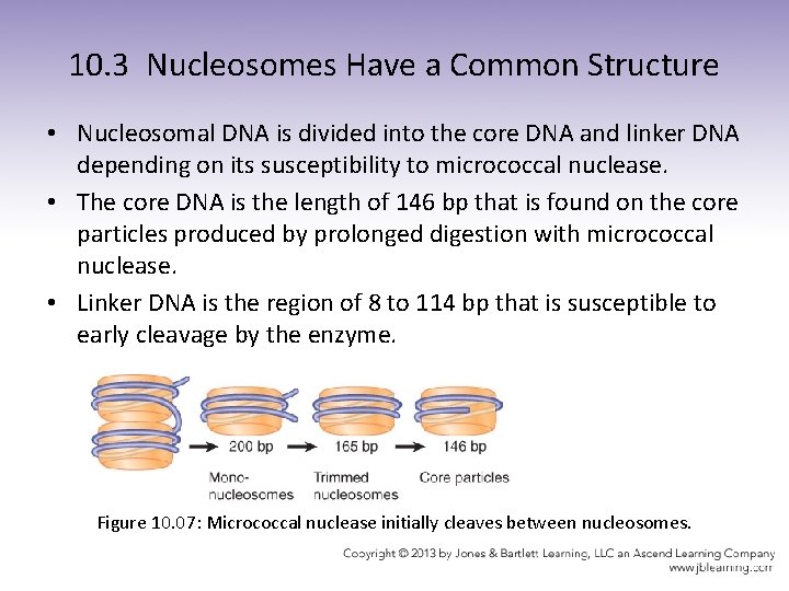 10. 3 Nucleosomes Have a Common Structure • Nucleosomal DNA is divided into the