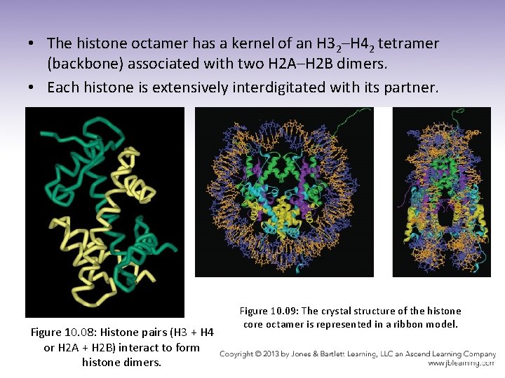  • The histone octamer has a kernel of an H 32–H 42 tetramer