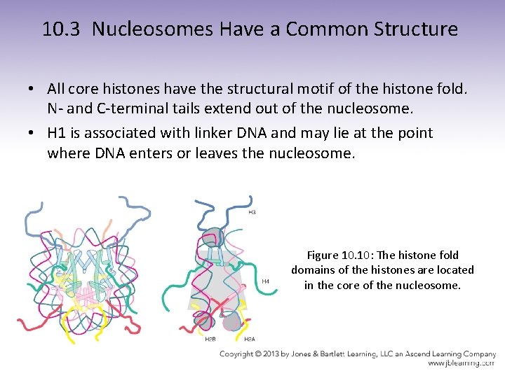 10. 3 Nucleosomes Have a Common Structure • All core histones have the structural