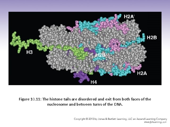 Figure 10. 11: The histone tails are disordered and exit from both faces of