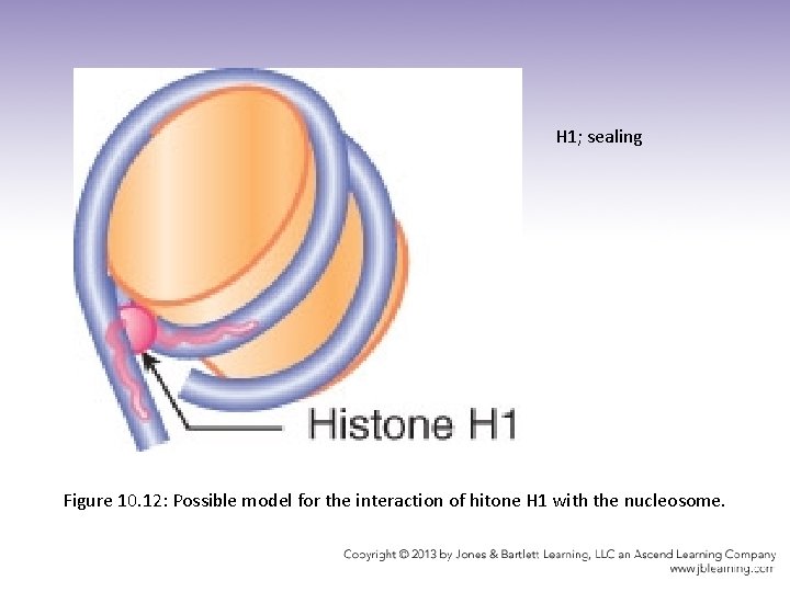 H 1; sealing Figure 10. 12: Possible model for the interaction of hitone H