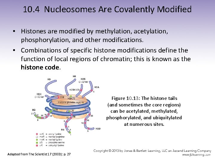 10. 4 Nucleosomes Are Covalently Modified • Histones are modified by methylation, acetylation, phosphorylation,