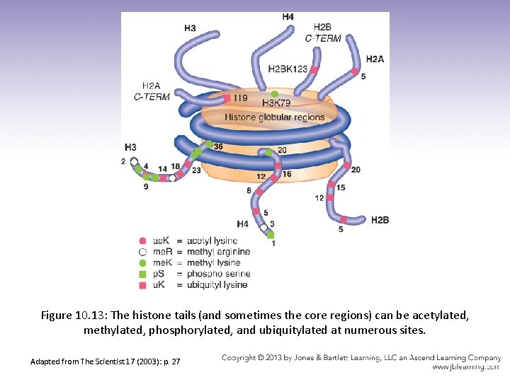 Figure 10. 13: The histone tails (and sometimes the core regions) can be acetylated,