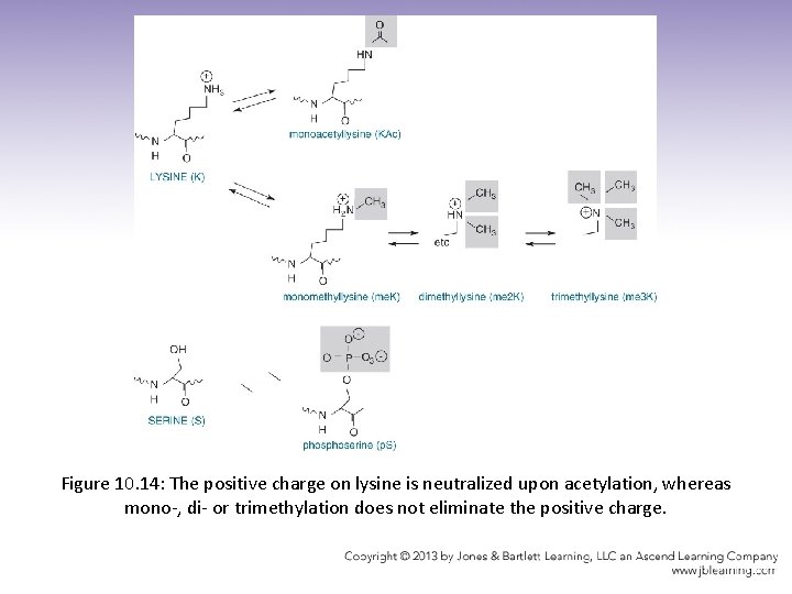 Figure 10. 14: The positive charge on lysine is neutralized upon acetylation, whereas mono-,