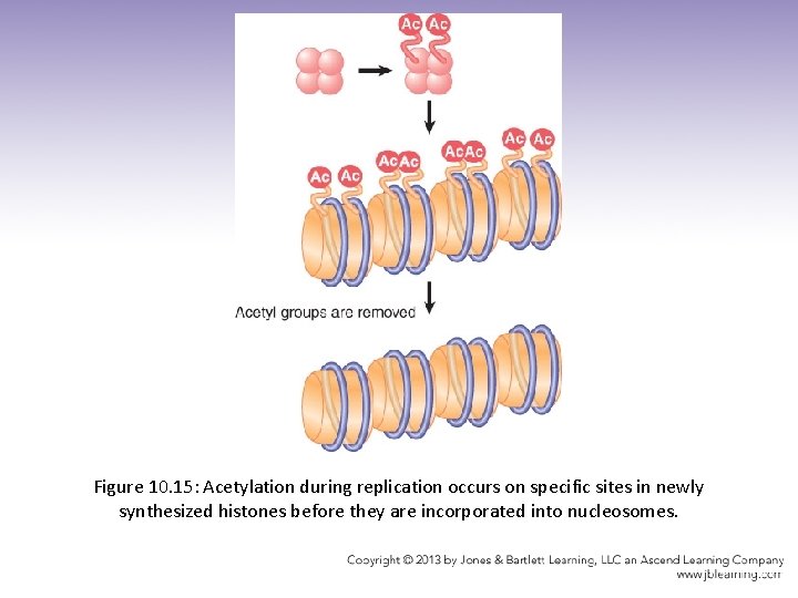 Figure 10. 15: Acetylation during replication occurs on specific sites in newly synthesized histones