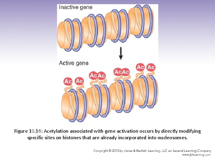 Figure 10. 16: Acetylation associated with gene activation occurs by directly modifying specific sites