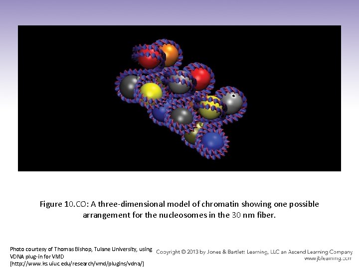 Figure 10. CO: A three-dimensional model of chromatin showing one possible arrangement for the