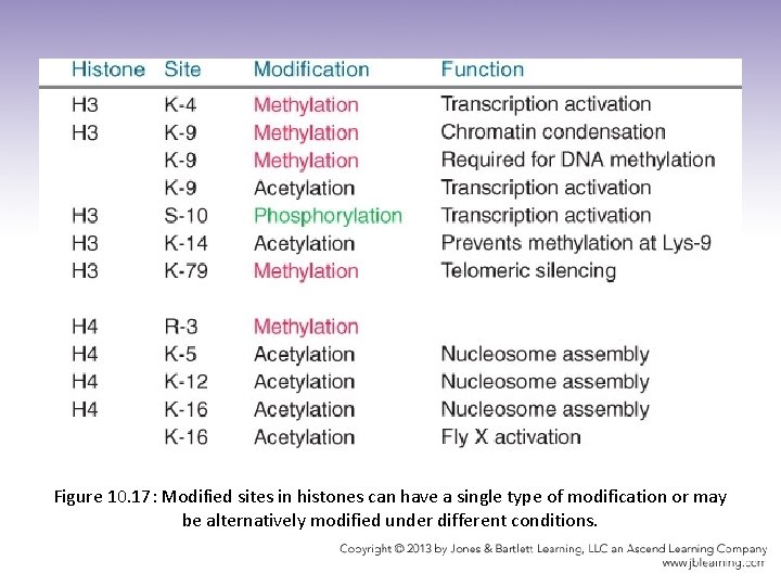 Figure 10. 17: Modified sites in histones can have a single type of modification