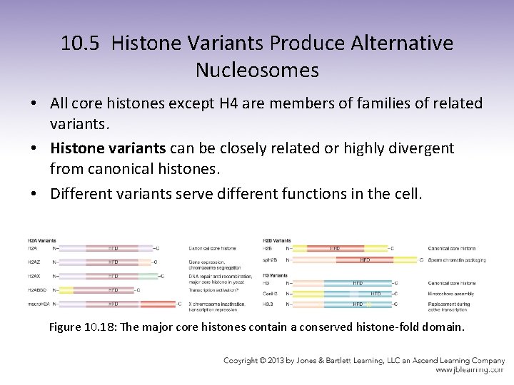 10. 5 Histone Variants Produce Alternative Nucleosomes • All core histones except H 4