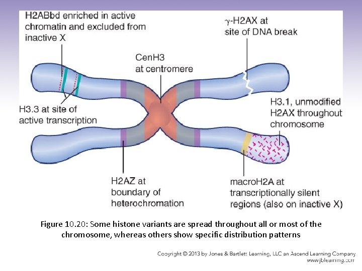 Figure 10. 20: Some histone variants are spread throughout all or most of the