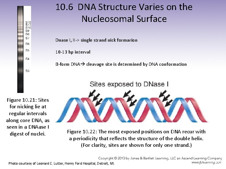 10. 6 DNA Structure Varies on the Nucleosomal Surface Dnase I, II-> single strand