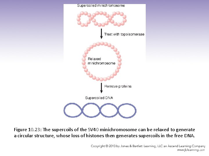 Figure 10. 23: The supercoils of the SV 40 minichromosome can be relaxed to