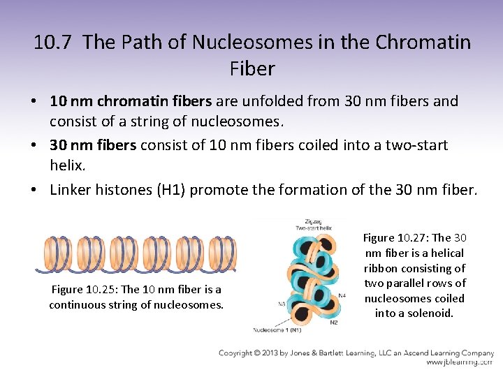 10. 7 The Path of Nucleosomes in the Chromatin Fiber • 10 nm chromatin