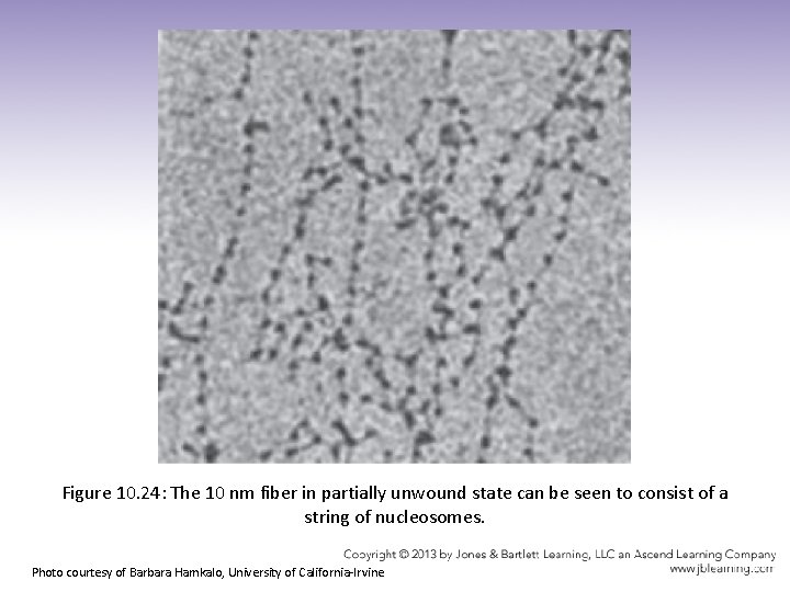 Figure 10. 24: The 10 nm fiber in partially unwound state can be seen