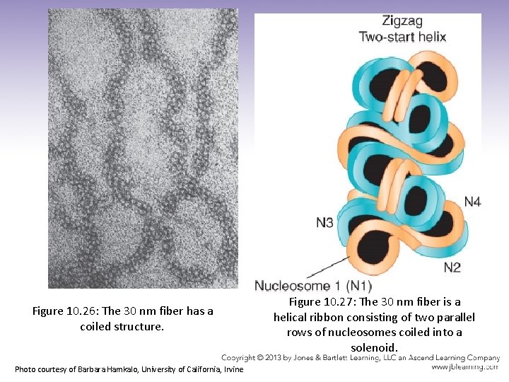 Figure 10. 26: The 30 nm fiber has a coiled structure. Photo courtesy of