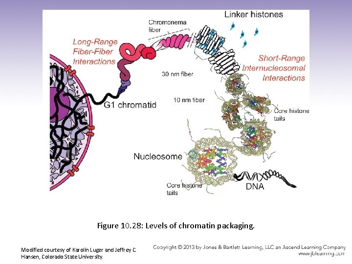 Figure 10. 28: Levels of chromatin packaging. Modified courtesy of Karolin Luger and Jeffrey