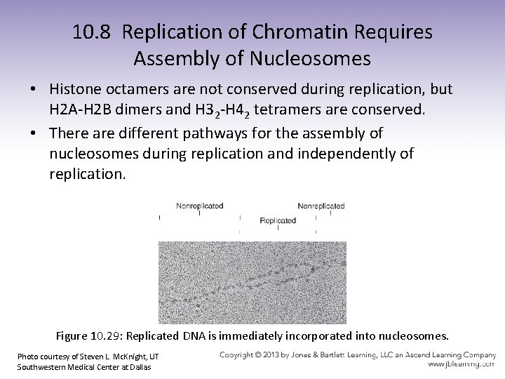 10. 8 Replication of Chromatin Requires Assembly of Nucleosomes • Histone octamers are not