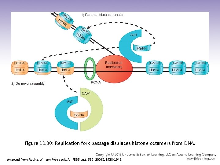 Figure 10. 30: Replication fork passage displaces histone octamers from DNA. Adapted from Rocha,