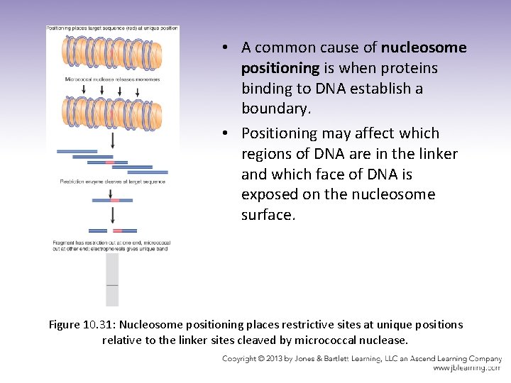  • A common cause of nucleosome positioning is when proteins binding to DNA