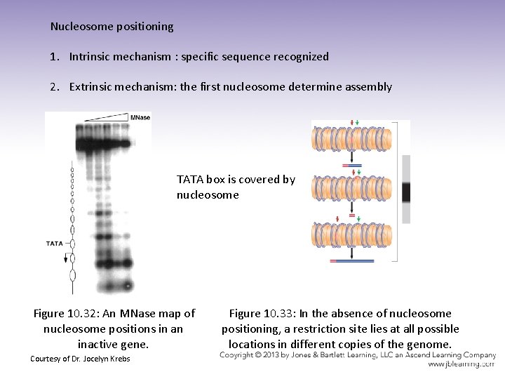 Nucleosome positioning 1. Intrinsic mechanism : specific sequence recognized 2. Extrinsic mechanism: the first