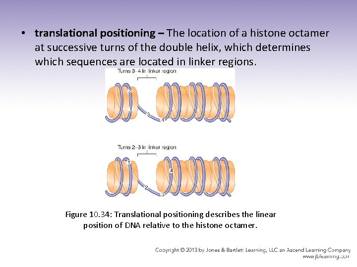  • translational positioning – The location of a histone octamer at successive turns