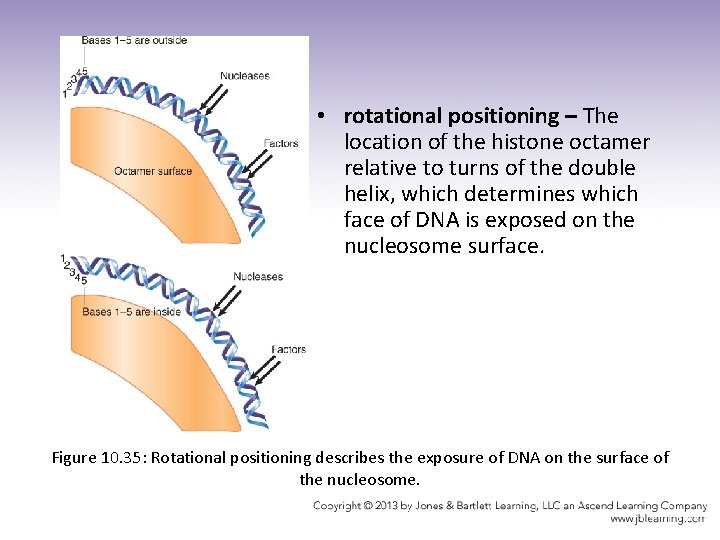  • rotational positioning – The location of the histone octamer relative to turns