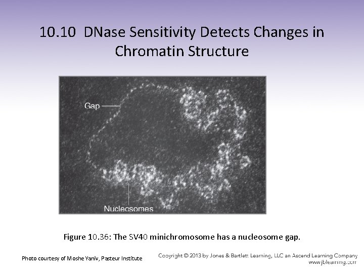 10. 10 DNase Sensitivity Detects Changes in Chromatin Structure Figure 10. 36: The SV