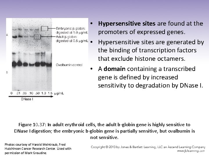  • Hypersensitive sites are found at the promoters of expressed genes. • Hypersensitive