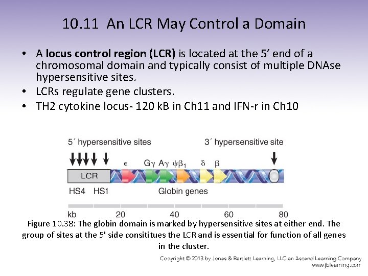 10. 11 An LCR May Control a Domain • A locus control region (LCR)