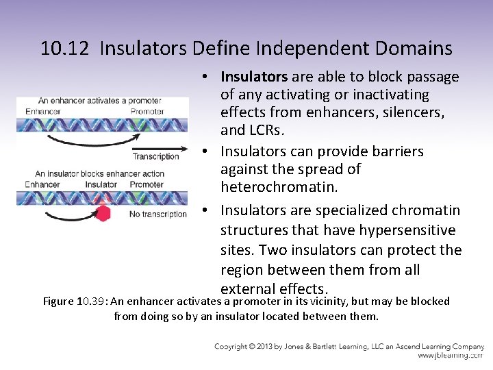 10. 12 Insulators Define Independent Domains • Insulators are able to block passage of