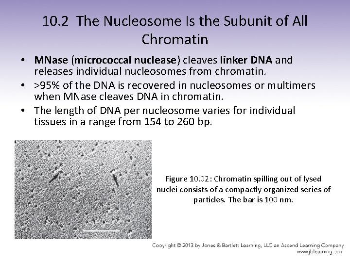 10. 2 The Nucleosome Is the Subunit of All Chromatin • MNase (micrococcal nuclease)