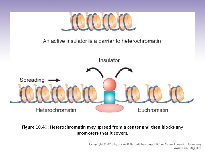 Figure 10. 40: Heterochromatin may spread from a center and then blocks any promoters