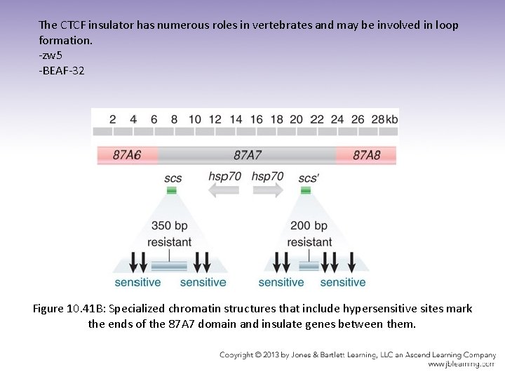 The CTCF insulator has numerous roles in vertebrates and may be involved in loop