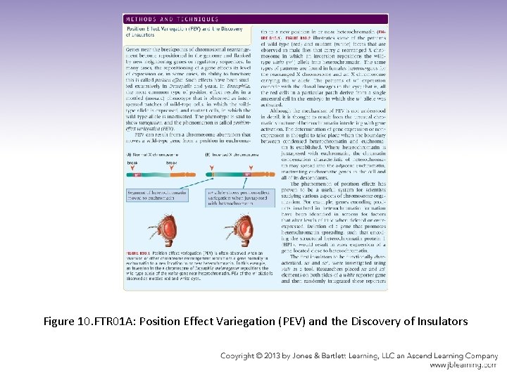 Figure 10. FTR 01 A: Position Effect Variegation (PEV) and the Discovery of Insulators