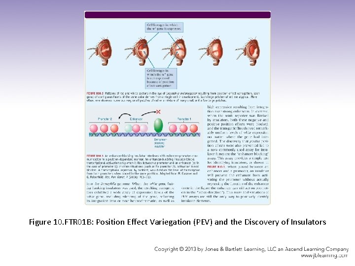 Figure 10. FTR 01 B: Position Effect Variegation (PEV) and the Discovery of Insulators