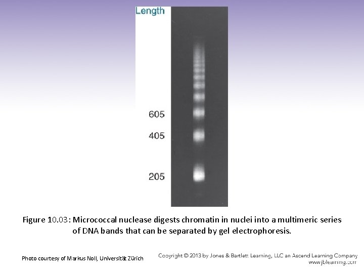 Figure 10. 03: Micrococcal nuclease digests chromatin in nuclei into a multimeric series of