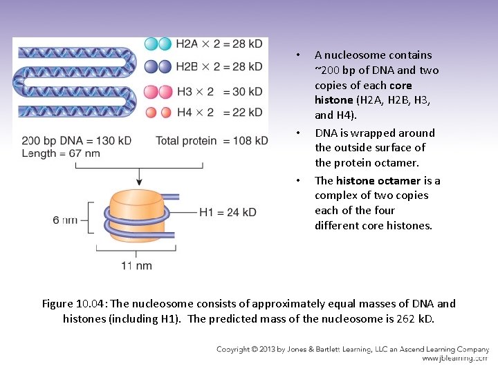  • • • A nucleosome contains ~200 bp of DNA and two copies