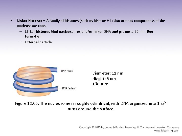  • Linker histones – A family of histones (such as histone H 1)