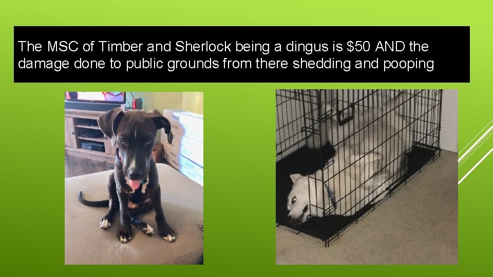 The MSC of Timber and Sherlock being a dingus is $50 AND the damage