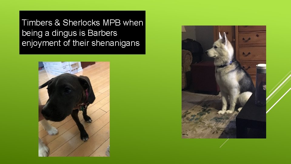 Timbers & Sherlocks MPB when being a dingus is Barbers enjoyment of their shenanigans