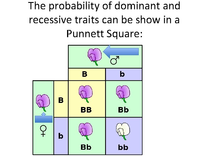 The probability of dominant and recessive traits can be show in a Punnett Square: