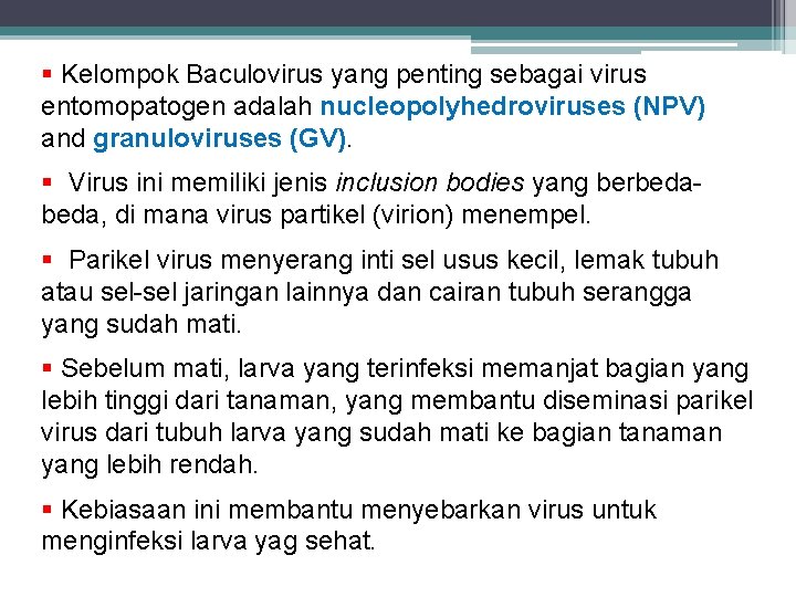 § Kelompok Baculovirus yang penting sebagai virus entomopatogen adalah nucleopolyhedroviruses (NPV) and granuloviruses (GV).