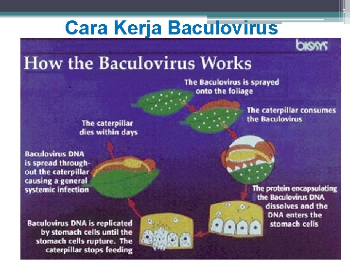 7 Cara Kerja Baculoviruses Mode of action From Hunter-Fujita et al 